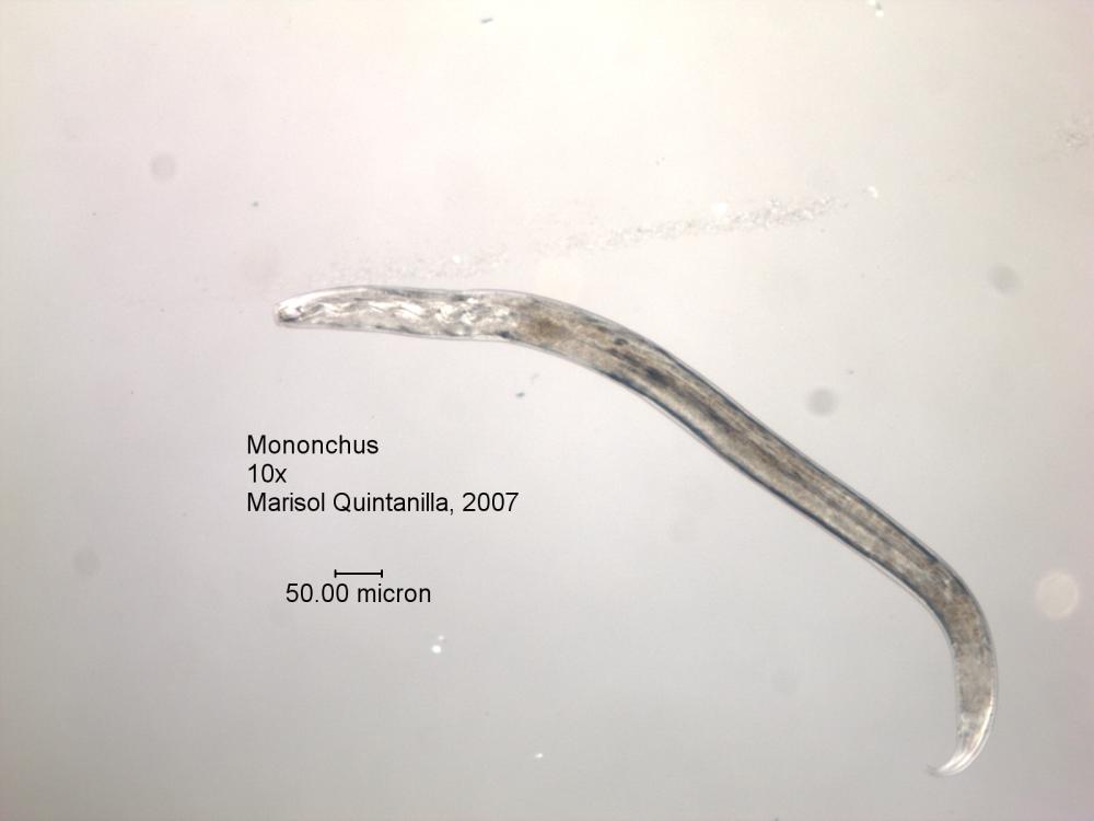Представитель Семейства Mononchidae